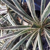 yucca-filamentosa-ivory-towers[1]